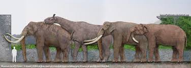 Largest Land Mammals Ever Mammals Animals Fauna