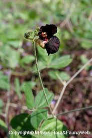 Image result for Macroptilium atropurpureum