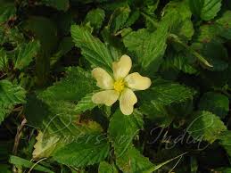 Image result for Malvastrum coromandelianum