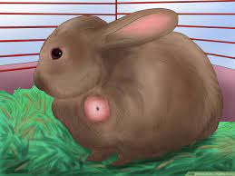 If they try to take it away from you, let them. How To Raise A Healthy Bunny With Pictures Wikihow