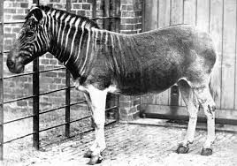 Historical Pics On Twitter Extinct Animals Rare Animals Extinction
