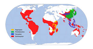 Image result for Fagaropsis