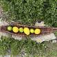 Willow Fruit Basket Course