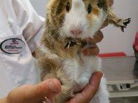 Guineapig Sevgisi Paylasilarak Buyur Panosundaki Pin