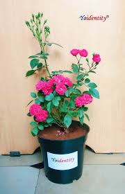 Before you buy any plant, you'll want to consider which types fits your lifestyle. Rose Plant Planting Roses Perennial Flowering Plants Online Plant Nursery