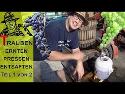 (und das reichlich!), frage ich mich, wie ich erkennen kann, wann die. Trauben Ernten Pressen Saft Herstellen Teil 1 Von 2 Youtube