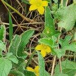 Image result for Cucumis ficifolius