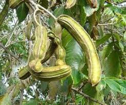 Arbol De Guaba Frutas Exoticas Huerto Frutal Frutas Tropicales