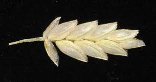 Image result for Eragrostis moggii