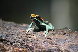 Image result for Fadogia gossweileri