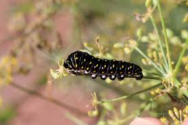 Hemlock umbrels are rounded while queen anne's lace umbrels are flat across the top. Parsleyworm Or Black Swallowtail Caterpillars Extension Entomology
