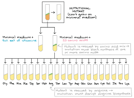 10 The Genetic Code Codon Table Article Khan Academy Coding Genetics Khan Academy