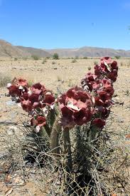 Image result for Hoodia currorii