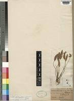 Image result for Aponogeton junceus