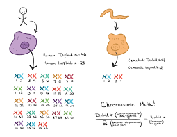 What does haploid and diploid mean? Mitosis Article Cellular Division Khan Academy