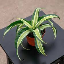 Image result for dracaena