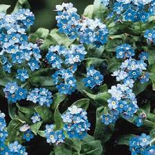 Check spelling or type a new query. Forget Me Nots Bobo Blue Friends School Plant Sale
