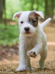The jack russell is a baying terrier, meaning the dog should flush out the fox with his steady barking but is never to kill his prey. Typvolle Parson Russell Terrier Welpen Zu Verkaufen Bilder Infos Hier