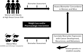 Translating energy balance research from the bench to the clinic to the  community: Parallel animal‐human studies in cancer - Garcia - 2023 - CA: A  Cancer Journal for Clinicians - Wiley Online Library