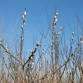 Knee High Naturalist – September Program: Seed Safari!!!!
