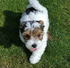 White Yorkie Beautiful Small Dogs Your Dogs World