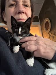 Kitten rescued from van undercarriage