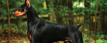 Find the perfect puppy for you! Doberman Pinscher Dog Breed Profile Petfinder