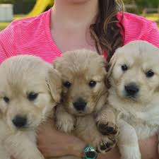 Just click on the tabs above to find more information, and to see pictures of our current dogs and puppies. Glory S Golden Retriever Puppies Of Texas Home Facebook