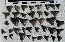 paleocurrents com fossils of the peace river arcadia fl