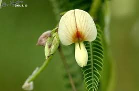 Image result for Aeschynomene indica