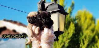 Pug Yavru 05412625853 2020 Pug Yavru Pug Yavru Kopek