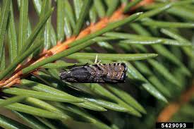 Image result for Cydia strobilella