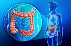 Although it is longer th. La Fructosa Se Procesa En El Intestino Delgado No En El Higado El Medico Interactivo