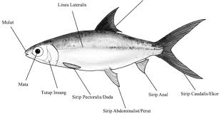 Maybe you would like to learn more about one of these? Gambar Kartun Lucu Gambar Ikan Bandeng Kartun Lucu