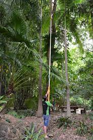 09.09.2018 · silky hayauchi vs hayate, 5 / 5 ( 1 votes ) you need to enable javascript to vote how to use a silky hayauchi pole saw fits hayauchi hayate longboy silky hayauchi telescoping pole saws. Telescopic Pole Saw Silky Hayate 7 7m