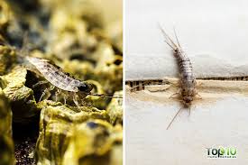 11 protect important books with cedar. How To Get Rid Of A Silverfish Infestation Top 10 Home Remedies