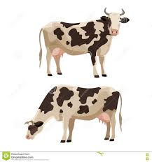 Photo About Spotted Cow Vector Illustration Set Cute Farm Cattle Domestic Animal Collection Illustration Of Livestock Cow Illustration Cow Vector Cartoon Cow