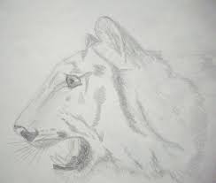 Schizzo A Matita Disegno Di Una Tigre Immagini Belle Da Disegnare Disegni A Matita Disegni A Matita Facili Disegni