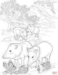 Javelina Peccaries Wild Pigs Malvorlagen Tiere Ausmalbilder Wustentiere