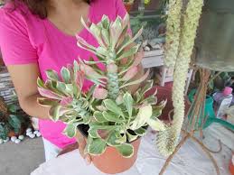 Image result for Monadenium pedunculatum