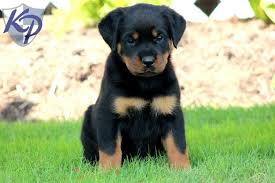 Black And Tan Coonhound Mixed With Rottweiler Rottweiler Siberian Husky Mix Husky Rottweiler Mix Rottweiler Husky Mix Puppies For Sale Rottweiler Mix Rottweiler Rottweiler Husky Mix
