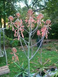 Image result for Asphodelaceae