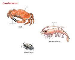 Learn how to pronounce crustaceanthis is the *english* pronunciation of the word crustacean.according to wikipedia, this is one of the possible definitions o. Crustacean Noun Definition Pictures Pronunciation And Usage Notes Oxford Advanced Learner S Dictionary At Oxfordlearnersdictionaries Com