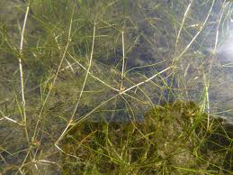 Image result for Zannichellia palustris