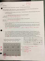 Documents Mrs Oldendorf S Ap Biology
