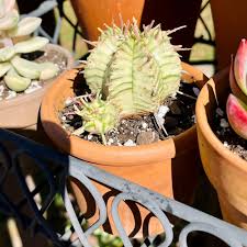 Image result for Euphorbia dawei