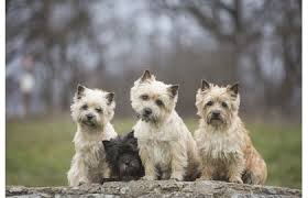 Image result for cairn teriér