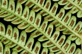 Image result for Blechnaceae