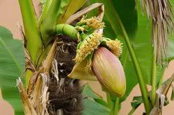 Diese bananenstaude ist eigentlich noch zu jung, um den winter im garten zu verbringen, und. Bananenbaum Im Wintergarten Nicht Draussen Einpflanzen