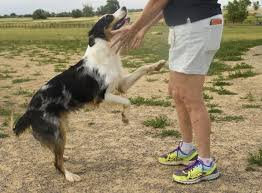 E' quanto emerge dall'analisi della coldiretti su dati osservatorio agromafie in occasione della giornata mondiale del cane 2021 che il 26 . Ybp 82gtuprmrm